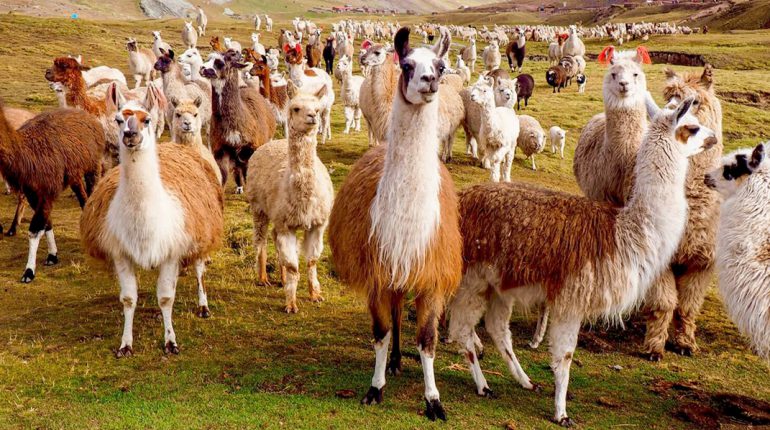 llamas