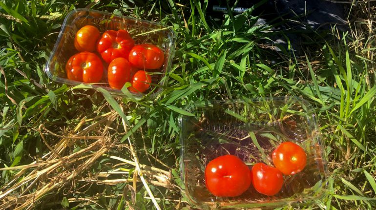 tomate-slider2