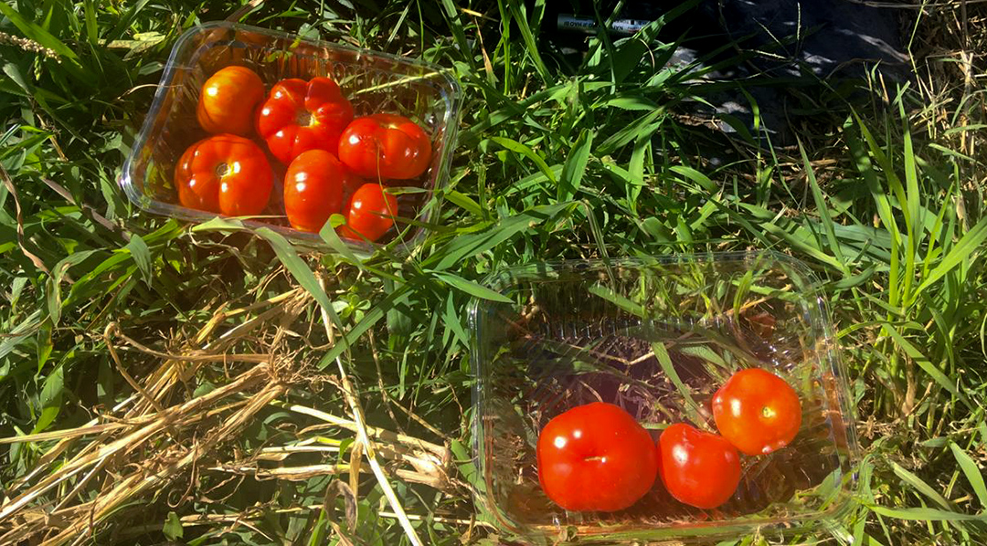 tomate-slider2
