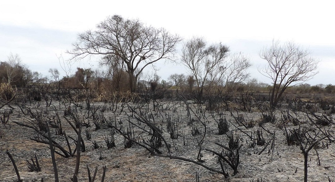 Incendios en humedales