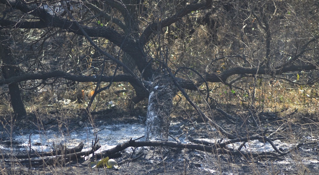 Incendios en humedales